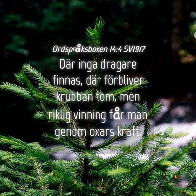 Picture 04 - Ordspråksboken 14:4 SV1917 - Där inga dragare finnas, där förbliver krubban - Bible Verse Picture