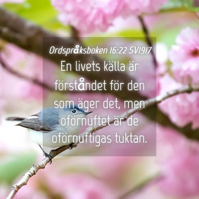 Picture 04 - Ordspråksboken 16:22 SV1917 - En livets källa är förståndet för den som - Bible Verse Picture