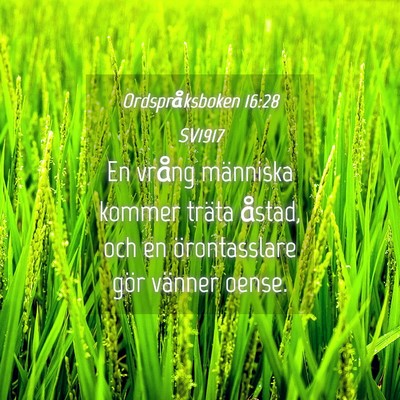 Picture 04 - Ordspråksboken 16:28 SV1917 - En vrång människa kommer träta åstad, och en - Bible Verse Picture