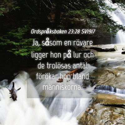 Picture 04 - Ordspråksboken 23:28 SV1917 - Ja, såsom en rövare ligger hon på lur och de - Bible Verse Picture