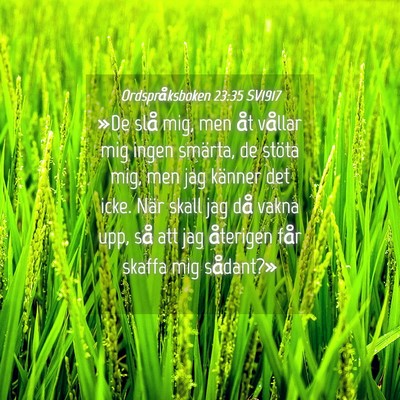 Picture 04 - Ordspråksboken 23:35 SV1917 - »De slå mig, men åt vållar mig ingen smärta, - Bible Verse Picture