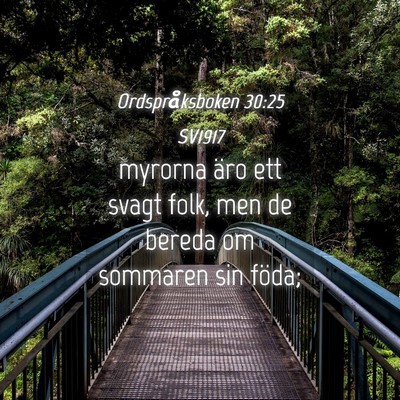 Picture 04 - Ordspråksboken 30:25 SV1917 - myrorna äro ett svagt folk, men de bereda om - Bible Verse Picture