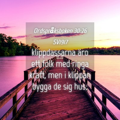 Picture 04 - Ordspråksboken 30:26 SV1917 - klippdassarna äro ett folk med ringa kraft, men - Bible Verse Picture