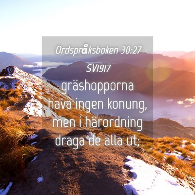 Picture 04 - Ordspråksboken 30:27 SV1917 - gräshopporna hava ingen konung, men i - Bible Verse Picture