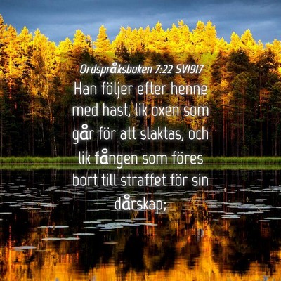 Picture 04 - Ordspråksboken 7:22 SV1917 - Han följer efter henne med hast, lik oxen som - Bible Verse Picture
