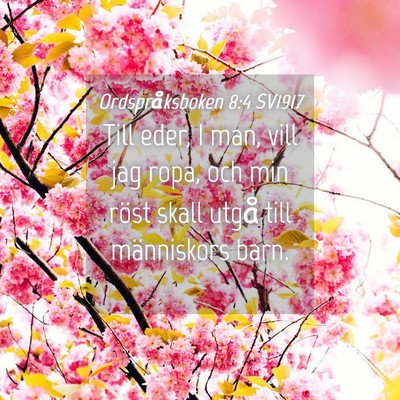 Picture 04 - Ordspråksboken 8:4 SV1917 - Till eder, I man, vill jag ropa, och min röst - Bible Verse Picture