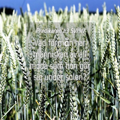 Picture 04 - Predikaren 1:3 SV1917 - Vad förmån har människan av all möda som hon - Bible Verse Picture