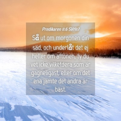 Picture 04 - Predikaren 11:6 SV1917 - Så ut om morgonen din säd, och underlåt det ej - Bible Verse Picture