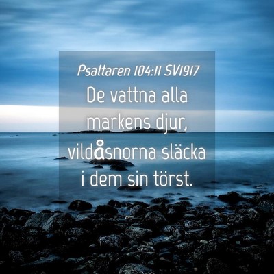 Picture 04 - Psaltaren 104:11 SV1917 - De vattna alla markens djur, vildåsnorna släcka - Bible Verse Picture