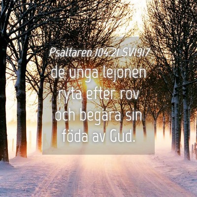 Picture 04 - Psaltaren 104:21 SV1917 - de unga lejonen ryta efter rov och begära sin - Bible Verse Picture