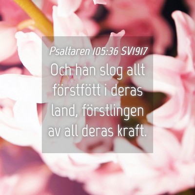 Picture 04 - Psaltaren 105:36 SV1917 - Och han slog allt förstfött i deras land, - Bible Verse Picture