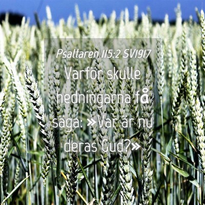 Picture 04 - Psaltaren 115:2 SV1917 - Varför skulle hedningarna få säga: »Var är - Bible Verse Picture