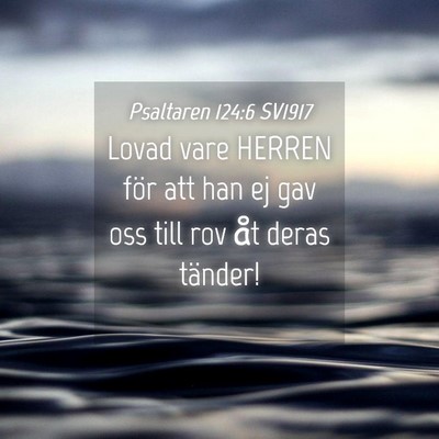 Picture 04 - Psaltaren 124:6 SV1917 - Lovad vare HERREN för att han ej gav oss till - Bible Verse Picture