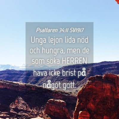 Picture 04 - Psaltaren 34:11 SV1917 - Unga lejon lida nöd och hungra, men de som söka - Bible Verse Picture
