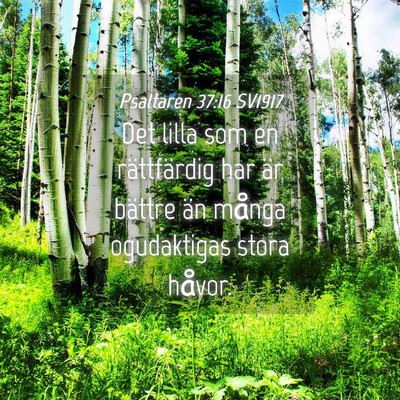 Picture 04 - Psaltaren 37:16 SV1917 - Det lilla som en rättfärdig har är bättre än - Bible Verse Picture