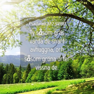 Picture 04 - Psaltaren 37:2 SV1917 - Ty såsom gräs varda de snart avhuggna, och - Bible Verse Picture