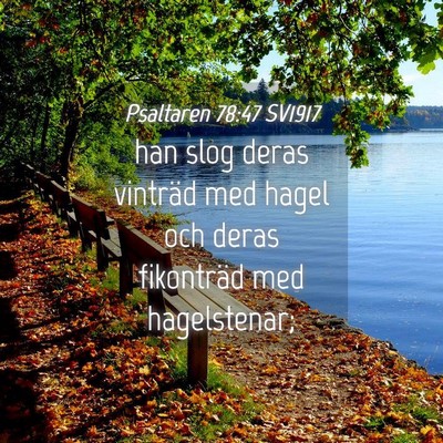 Picture 04 - Psaltaren 78:47 SV1917 - han slog deras vinträd med hagel och deras - Bible Verse Picture