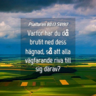 Picture 04 - Psaltaren 80:13 SV1917 - Varför har du då brutit ned dess hägnad, så - Bible Verse Picture