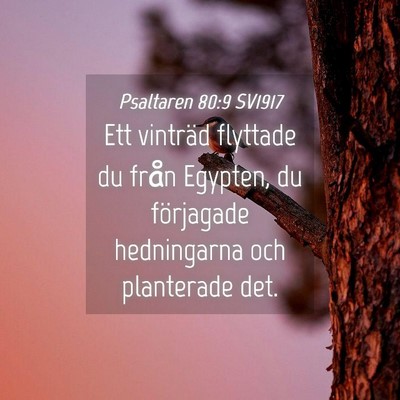 Picture 04 - Psaltaren 80:9 SV1917 - Ett vinträd flyttade du från Egypten, du - Bible Verse Picture