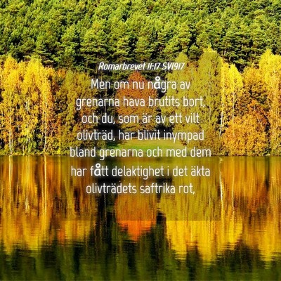 Picture 04 - Romarbrevet 11:17 SV1917 - Men om nu några av grenarna hava brutits bort, - Bible Verse Picture