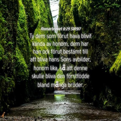 Picture 04 - Romarbrevet 8:29 SV1917 - Ty dem som förut hava blivit kända av honom, - Bible Verse Picture