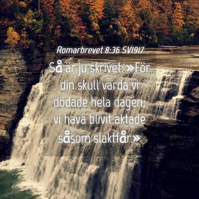 Picture 04 - Romarbrevet 8:36 SV1917 - Så är ju skrivet: »För din skull varda vi - Bible Verse Picture