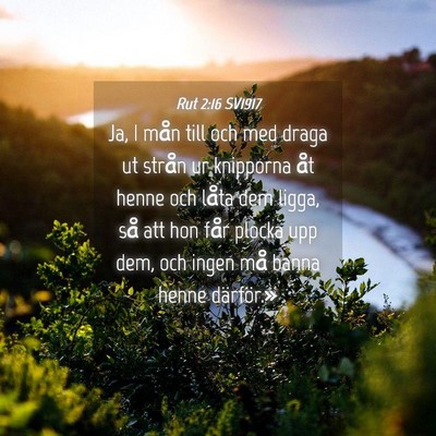 Picture 04 - Rut 2:16 SV1917 - Ja, I mån till och med draga ut strån ur - Bible Verse Picture
