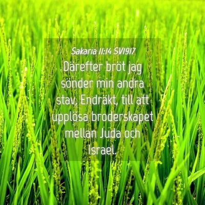 Picture 04 - Sakaria 11:14 SV1917 - Därefter bröt jag sönder min andra stav, - Bible Verse Picture