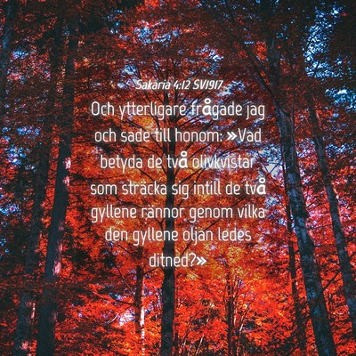 Picture 04 - Sakaria 4:12 SV1917 - Och ytterligare frågade jag och sade till honom: - Bible Verse Picture