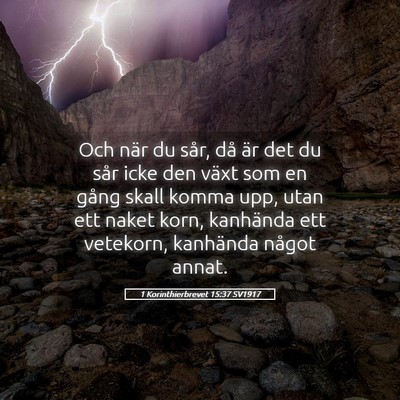 Picture 05 - 1 Korinthierbrevet 15:37 SV1917 - Och när du sår, då är det du sår icke den - Bible Verse Picture