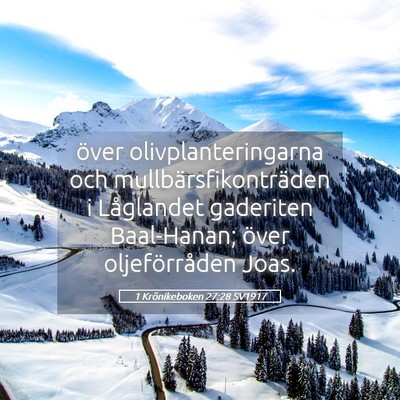 Picture 05 - 1 Krönikeboken 27:28 SV1917 - över olivplanteringarna och - Bible Verse Picture