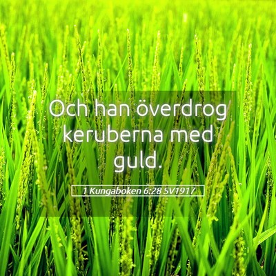 Picture 05 - 1 Kungaboken 6:28 SV1917 - Och han överdrog keruberna med - Bible Verse Picture