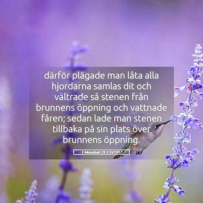 Picture 05 - 1 Mosebok 29:3 SV1917 - därför plägade man låta alla hjordarna samlas - Bible Verse Picture