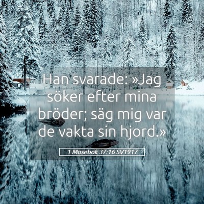 Picture 05 - 1 Mosebok 37:16 SV1917 - Han svarade: »Jag söker efter mina bröder; - Bible Verse Picture