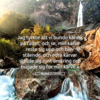 Picture 05 - 1 Mosebok 37:7 SV1917 - Jag tyckte att vi bundo kärvar på fältet; och - Bible Verse Picture