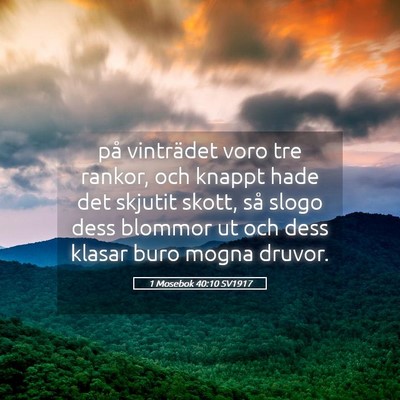 Picture 05 - 1 Mosebok 40:10 SV1917 - på vinträdet voro tre rankor, och knappt hade - Bible Verse Picture