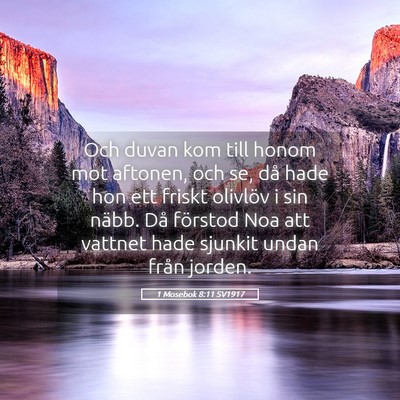 Picture 05 - 1 Mosebok 8:11 SV1917 - Och duvan kom till honom mot aftonen, och se, då - Bible Verse Picture