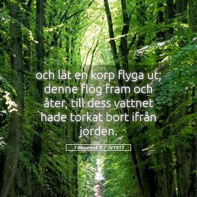 Picture 05 - 1 Mosebok 8:7 SV1917 - och lät en korp flyga ut; denne flög fram och - Bible Verse Picture