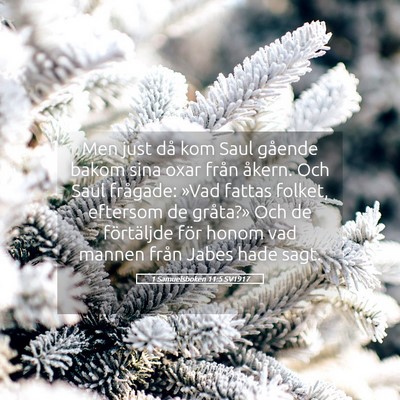 Picture 05 - 1 Samuelsboken 11:5 SV1917 - Men just då kom Saul gående bakom sina oxar - Bible Verse Picture