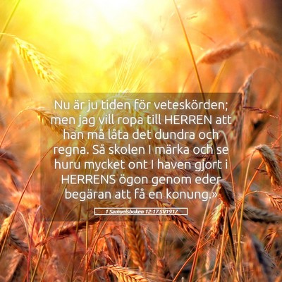 Picture 05 - 1 Samuelsboken 12:17 SV1917 - Nu är ju tiden för veteskörden; men jag vill - Bible Verse Picture