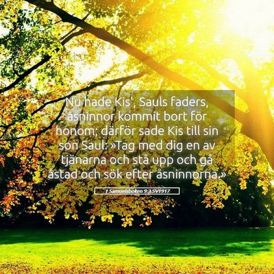 Picture 05 - 1 Samuelsboken 9:3 SV1917 - Nu hade Kis', Sauls faders, åsninnor kommit bort - Bible Verse Picture