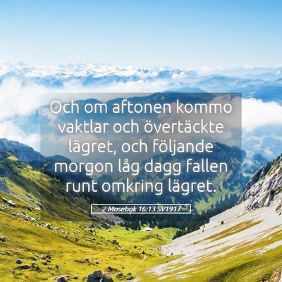Picture 05 - 2 Mosebok 16:13 SV1917 - Och om aftonen kommo vaktlar och övertäckte - Bible Verse Picture
