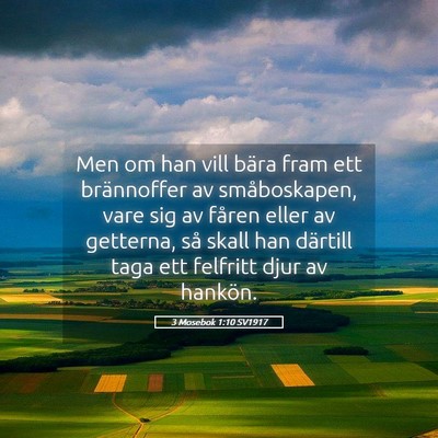 Picture 05 - 3 Mosebok 1:10 SV1917 - Men om han vill bära fram ett brännoffer av - Bible Verse Picture