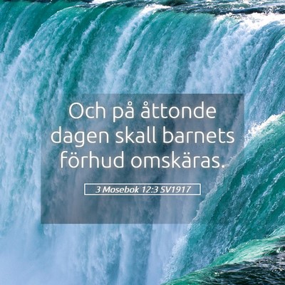Picture 05 - 3 Mosebok 12:3 SV1917 - Och på åttonde dagen skall barnets förhud - Bible Verse Picture