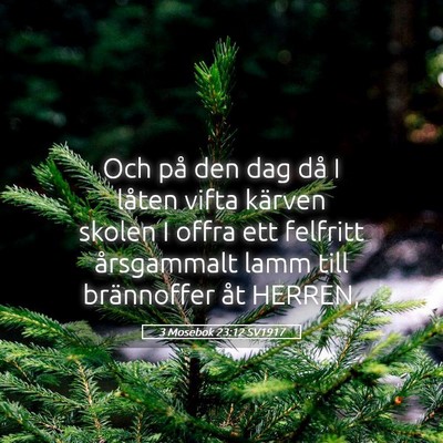 Picture 05 - 3 Mosebok 23:12 SV1917 - Och på den dag då I låten vifta kärven skolen - Bible Verse Picture