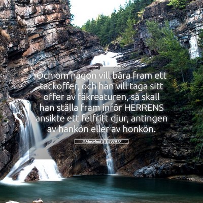 Picture 05 - 3 Mosebok 3:1 SV1917 - Och om någon vill bära fram ett tackoffer, och - Bible Verse Picture