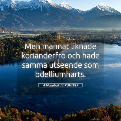 Picture 05 - 4 Mosebok 11:7 SV1917 - Men mannat liknade korianderfrö och hade samma - Bible Verse Picture