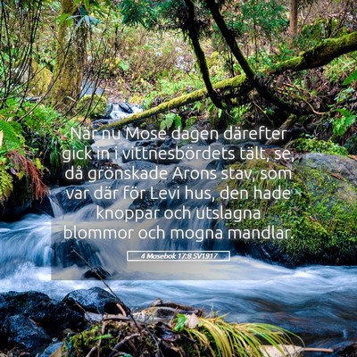 Picture 05 - 4 Mosebok 17:8 SV1917 - När nu Mose dagen därefter gick in i - Bible Verse Picture