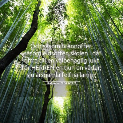 Picture 05 - 4 Mosebok 29:36 SV1917 - Och såsom brännoffer, såsom eldsoffer, skolen - Bible Verse Picture