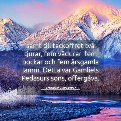 Picture 05 - 4 Mosebok 7:59 SV1917 - samt till tackoffret två tjurar, fem vädurar, - Bible Verse Picture